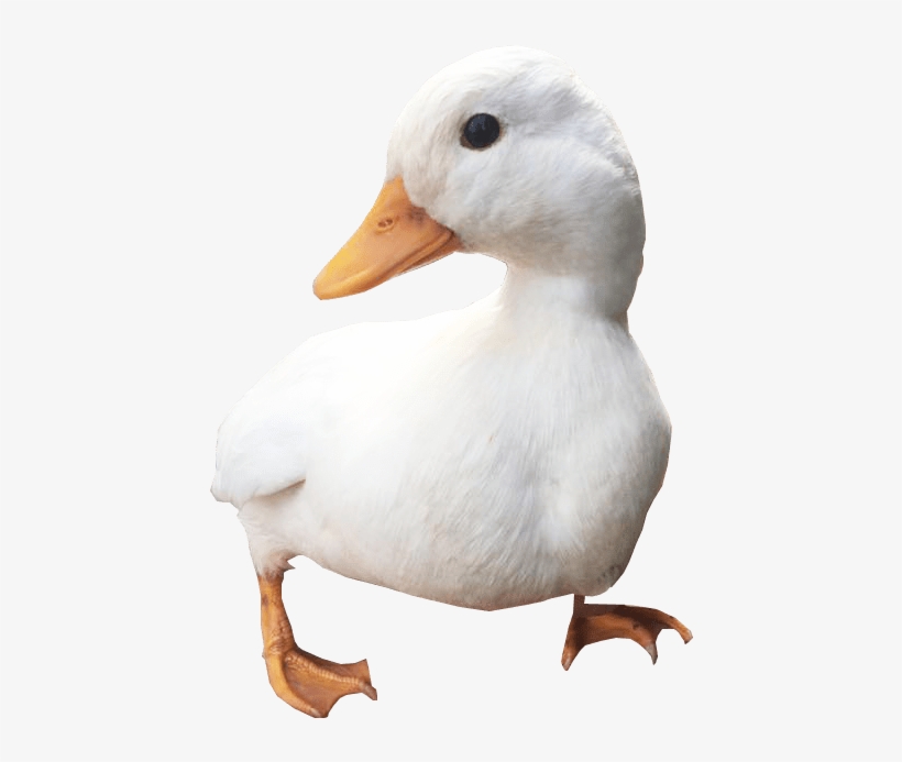 White Duck Png Free Download - Duck, transparent png #323352