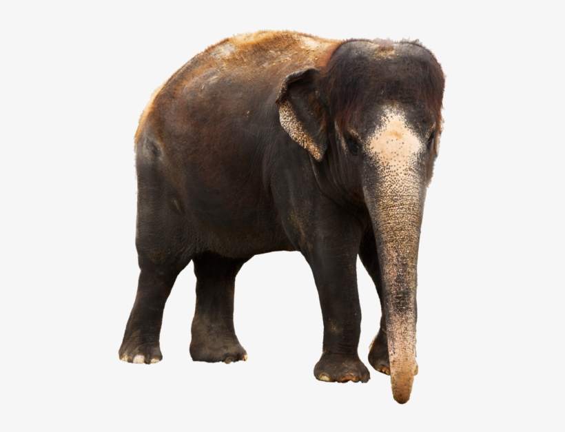 Elephant Png - Indian Elephant Images Png, transparent png #323558