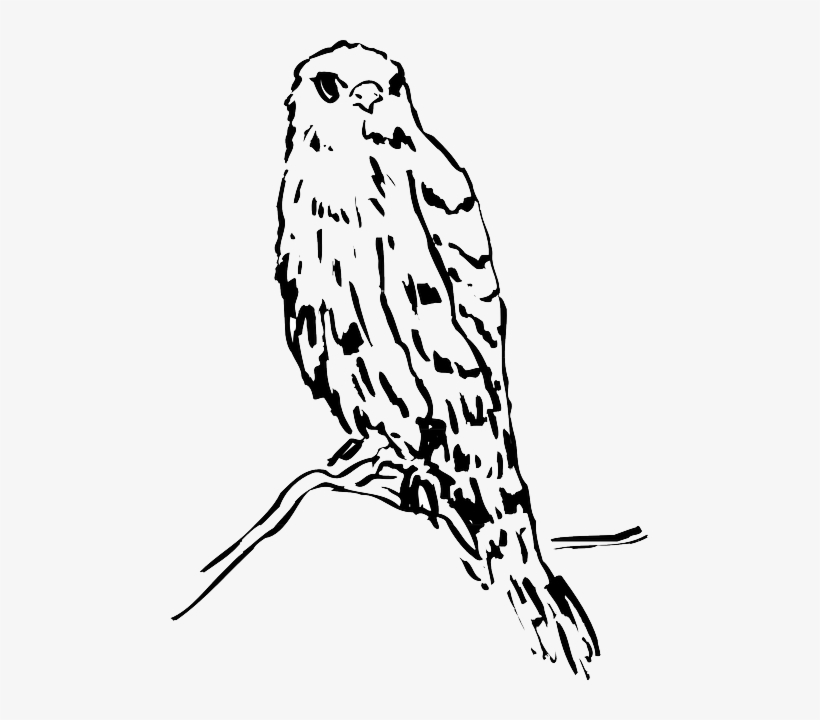 Head, Drawing, Bird, Branch, Watching, Animal, Feathers - Bird, transparent png #323578