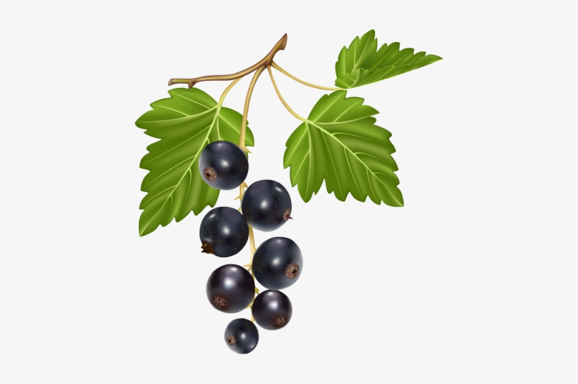 Png Clipart Frutas Pinterest Blueberry Clip Art - Lombardi's Restaurant, transparent png #324288