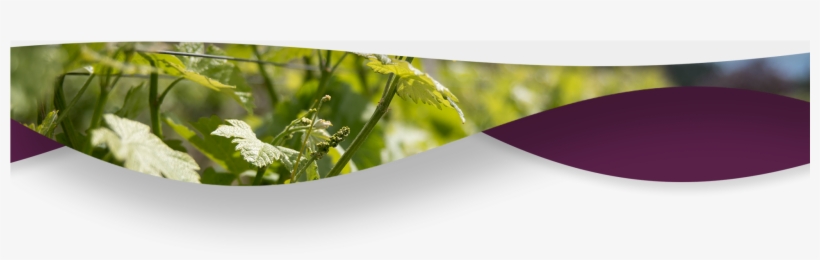 Experience Okanagan Wine Tours-vines - Wine, transparent png #324418