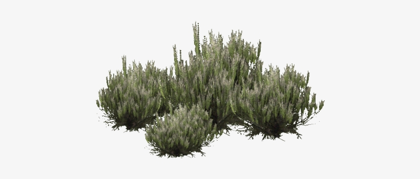 Desert Shrub Png - Shrubland, transparent png #324442