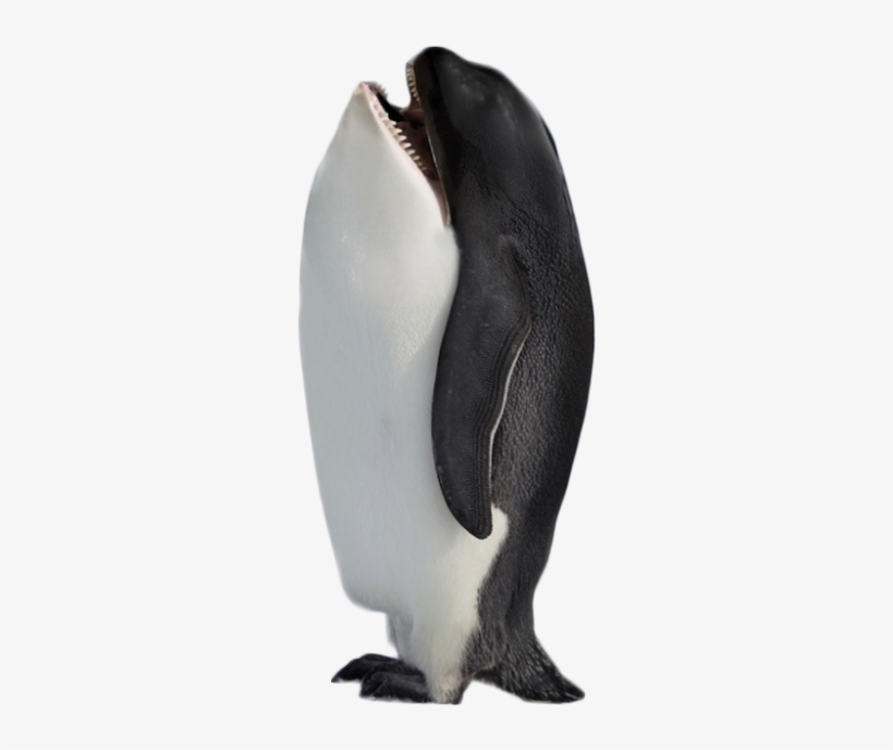 Hybrid Penguin Killer Whale Png Image - Antarctica Gif, transparent png #324640