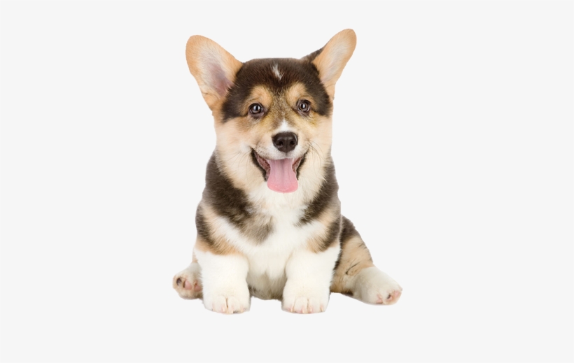 Shadow Puppy - Chicken Wrapped Rawhide Dog Treats Retrievers For Large, transparent png #325110