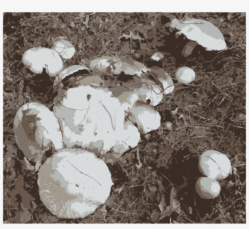 Agaricus Edible Mushroom Oyster Mushroom Pig - Agaricus, transparent png #325407