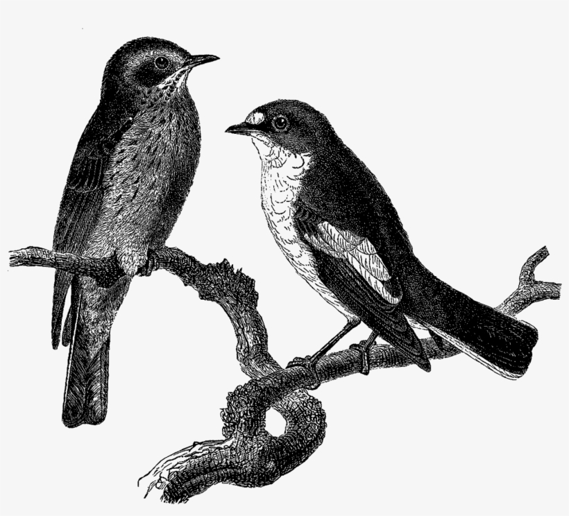 Antique Images - Eastern Kingbird, transparent png #325455