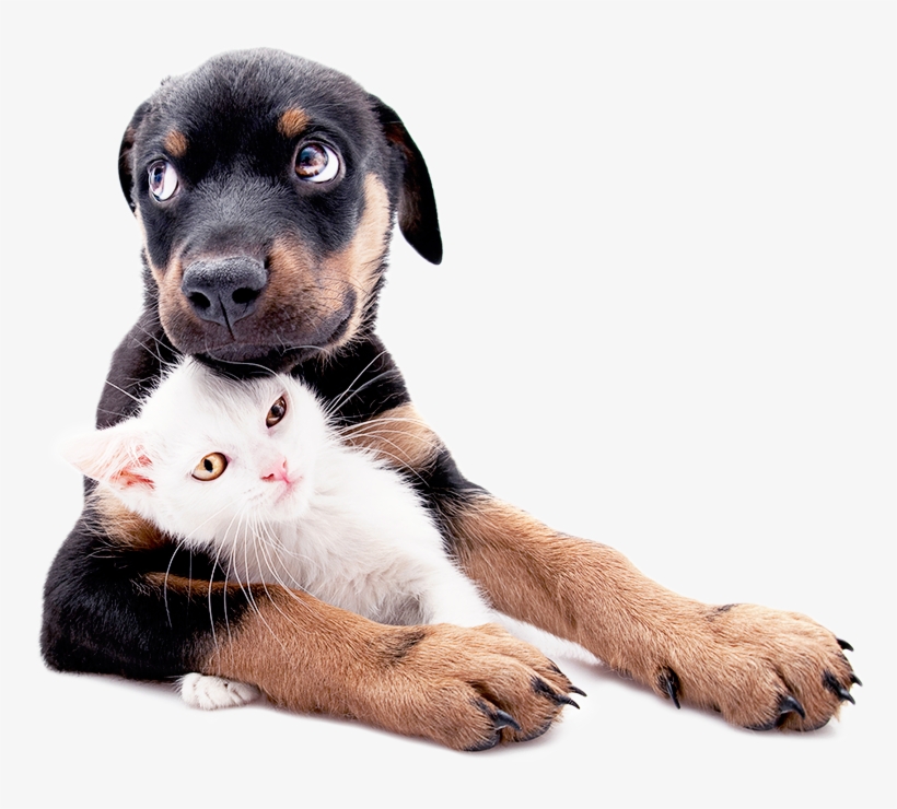 Puppy & Kitten Care - Differences Beween Cats And Dogs, transparent png #325668