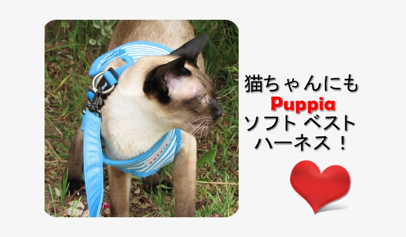 Cat Puppia Harness - デイトナ(daytona) タコメーターハーネスセット Ape50 47316 【バイクパーツ 電装品, transparent png #325743