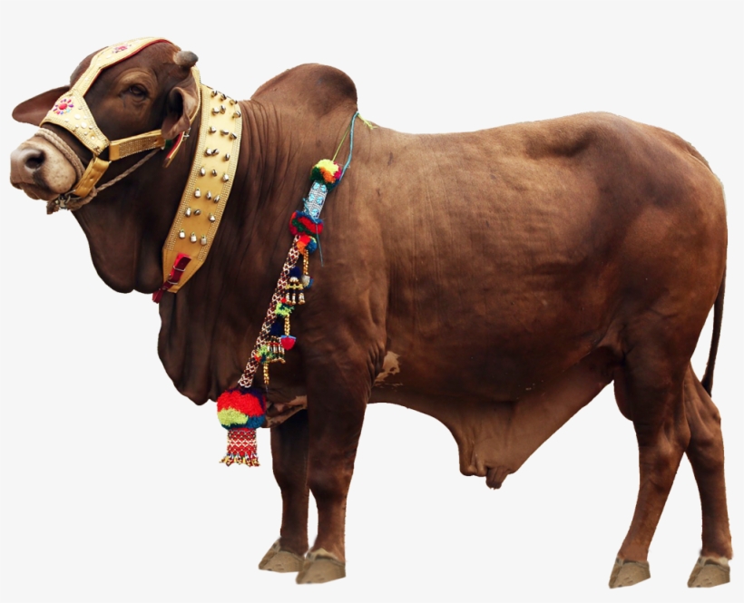 Qurbani Cow Png File, transparent png #325916
