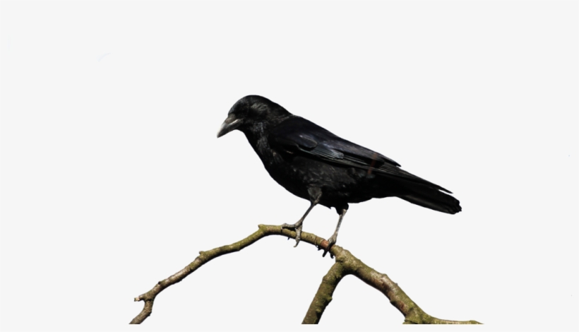 Visit - Photography, transparent png #325933