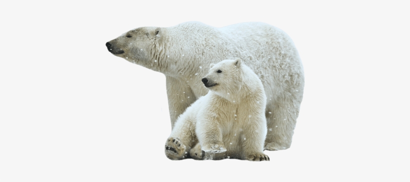 Polar Bear Mother And Son - Polar Bears Transparent Background, transparent png #326006