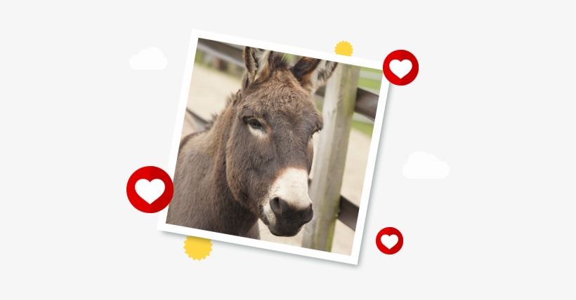 Del Boy's Story - Redwings Horse Sanctuary Del Boy, transparent png #326594