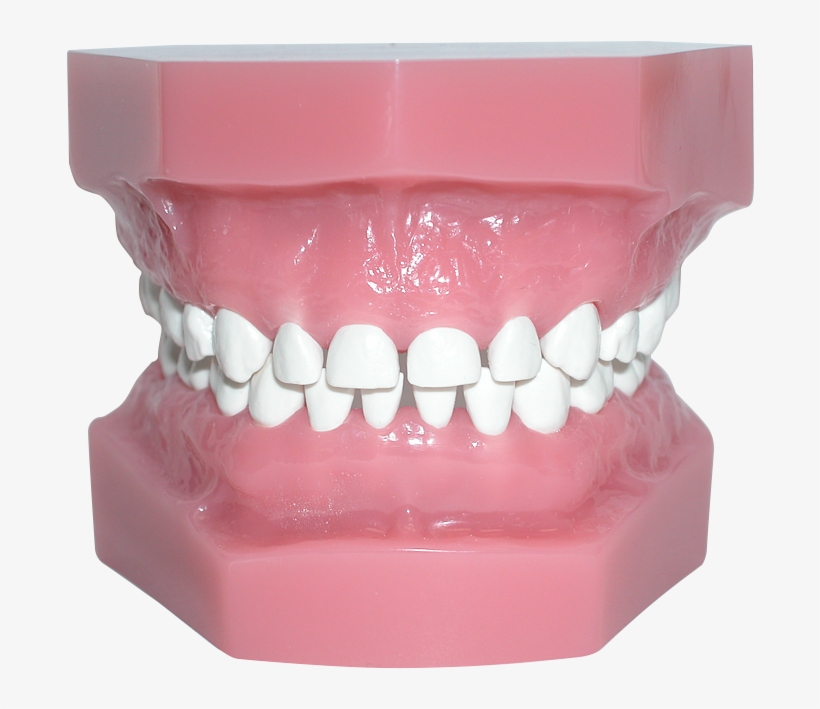 Pedo Model With High Heat Teeth - Human Tooth, transparent png #326671