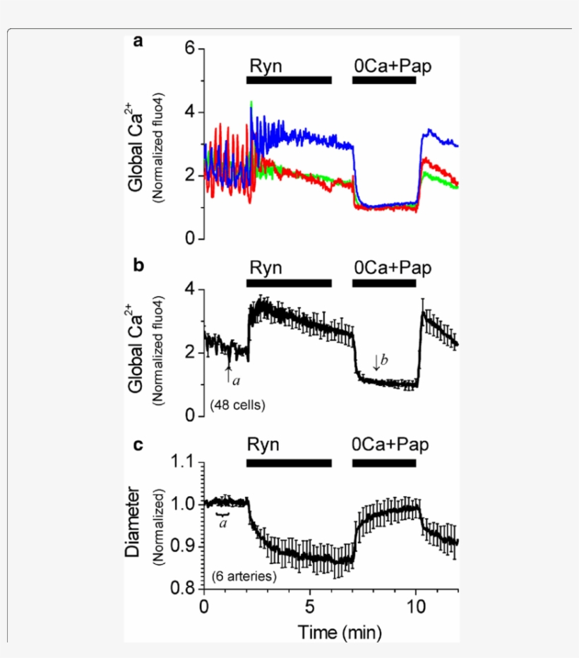 Nhibition Of Ca 2 Sparks With Ryanodine Increases The - Ryanodine, transparent png #326733