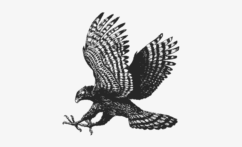Hawk - Charlotte Latin School Hawk, transparent png #327735