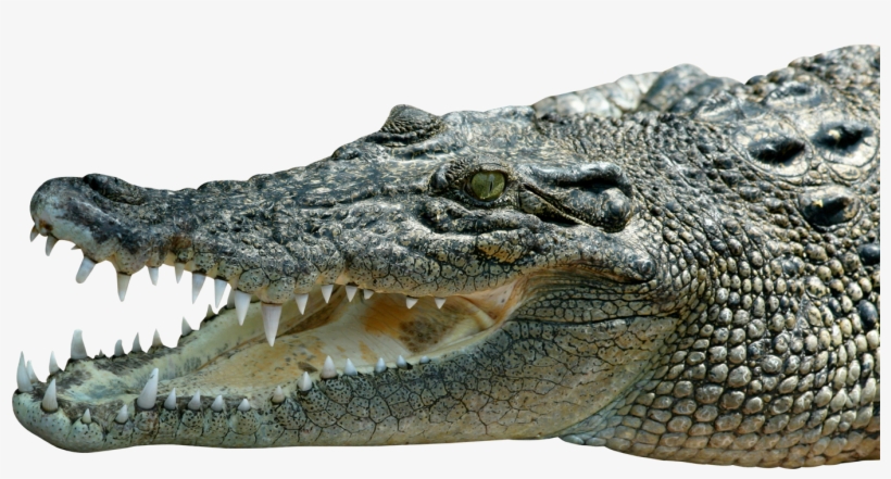 Transparent Crocodile Png, transparent png #328012