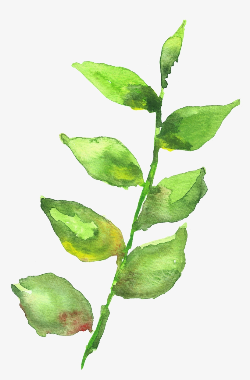 Watercolor Painting Leaf Leaves, transparent png #328136