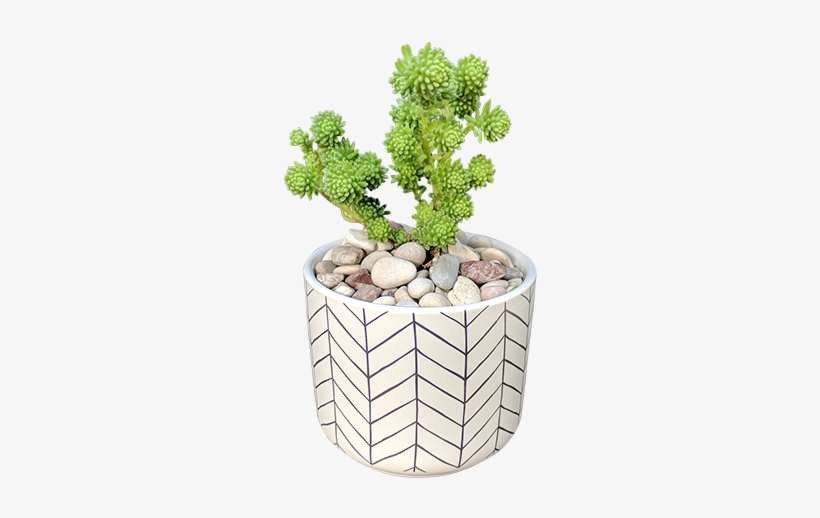 Succulent In Rose Gold Container - Succulent Plant, transparent png #328405