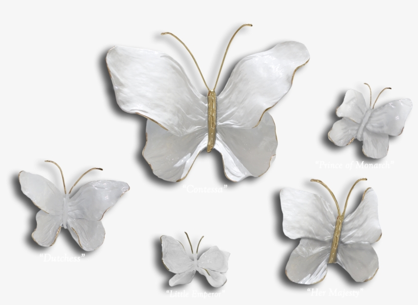 Ron & Sheila Ruiz Pearl Butterfly Exposures International - Butterfly, transparent png #328602