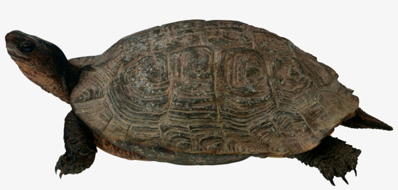 Conflict Management Avoiding Turtle, transparent png #328798