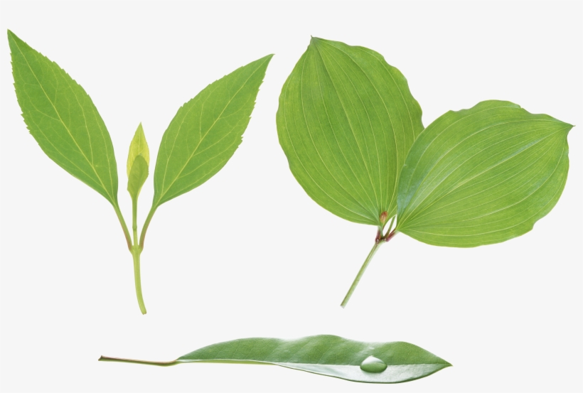 Green Leaves Png Image - Leaf Png, transparent png #328893