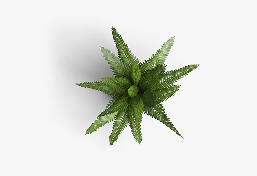 Submit - Fern Top Down Png, transparent png #329266