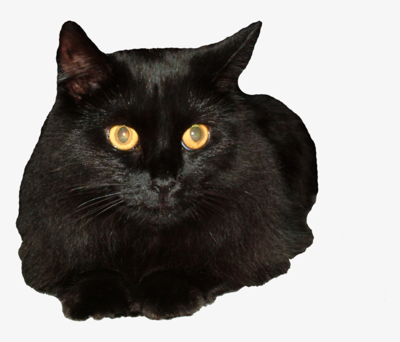 Svg Ekd Gigi The By Eveyd On Deviantart - Gato Negro Png, transparent png #329382