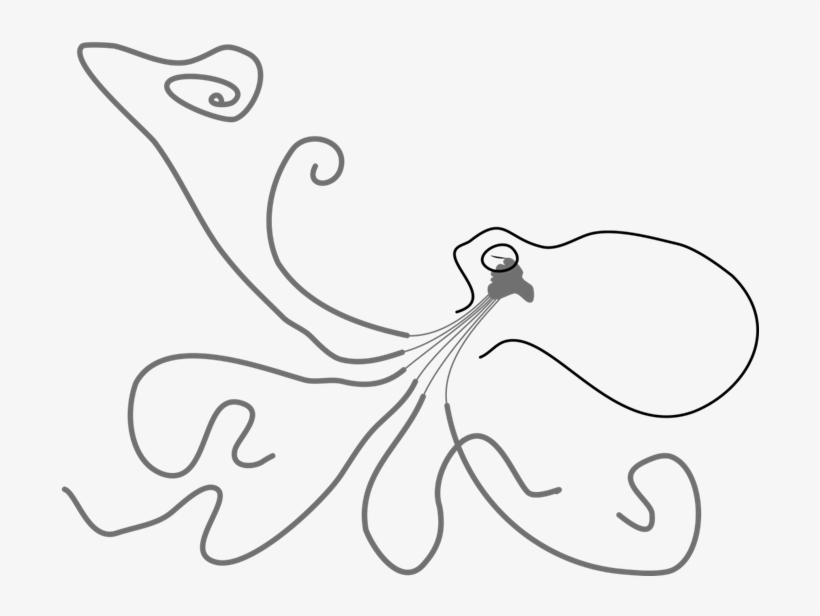 Octopus Nervous System - Nervous System, transparent png #329599