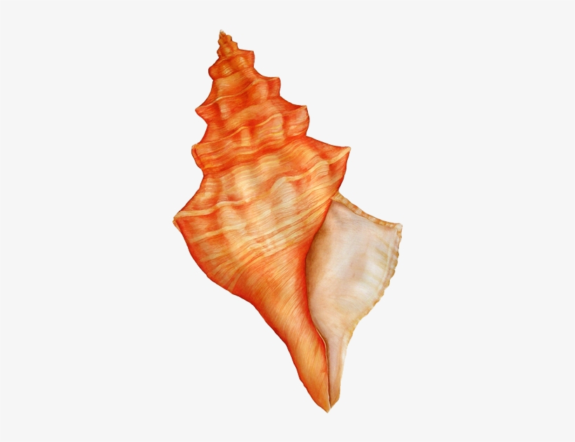 Concha Do Mar Em Png - Concha Do Mar Png, transparent png #3203129