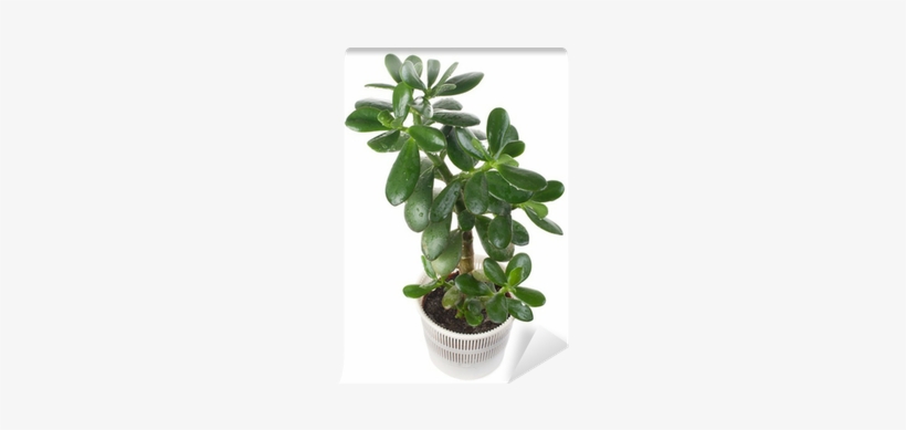 Dollar Tree, transparent png #3203659