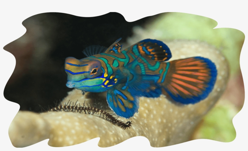 Muck4 - Coral Reef Fish, transparent png #3203832