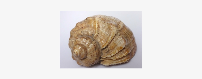 Gastropod Shell, transparent png #3204282