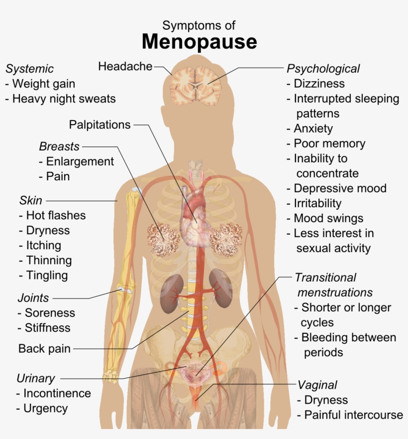 Menopause - Internal Organs Of Man, transparent png #3204359