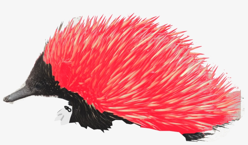 It's Knuckles The Real Echidna - Drawing, transparent png #3204572