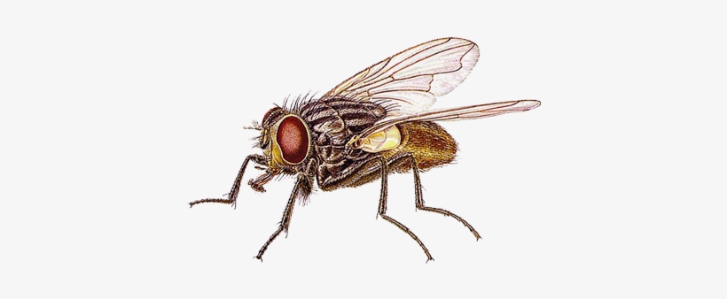 House Fly, transparent png #3205359