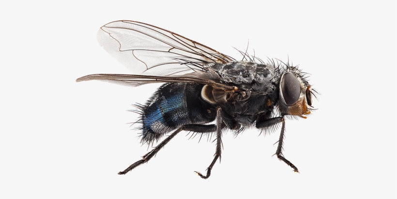 Residual Insecticides- Spray Surfaces Where Fruit Flies - Body Speaks: An Introduction To Forensic Biology, transparent png #3205517
