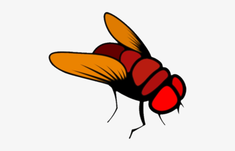Fly - Fruit Fly Cartoon - Free Transparent PNG Download - PNGkey