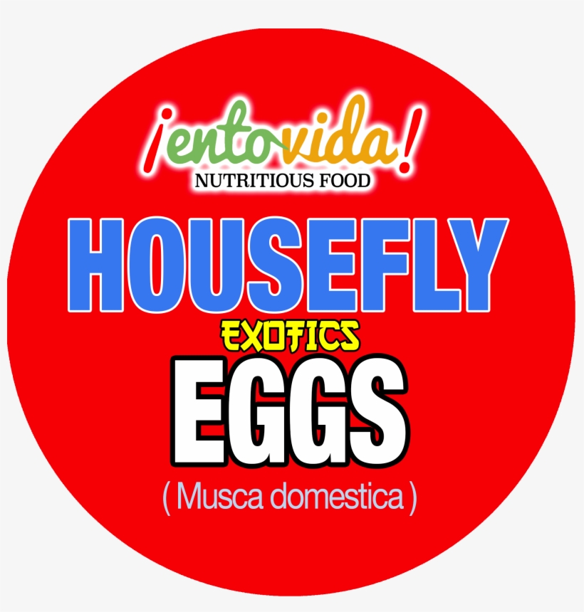 Edible Housefly Eggs - Eggnog Murder: A Frosted Love Cozy Mystery - Book 23, transparent png #3205656