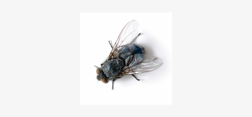Appearance, They Are Easily Identified By The Metallic - House Fly, transparent png #3205661