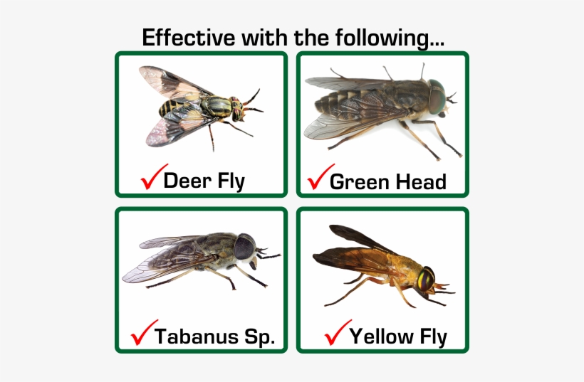 Effective For The Following - Horse Fly Vs Deer Fly, transparent png #3205685