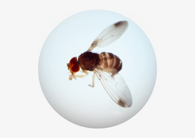 Spotted Wing Drosophila - Fruit Flies, transparent png #3205879