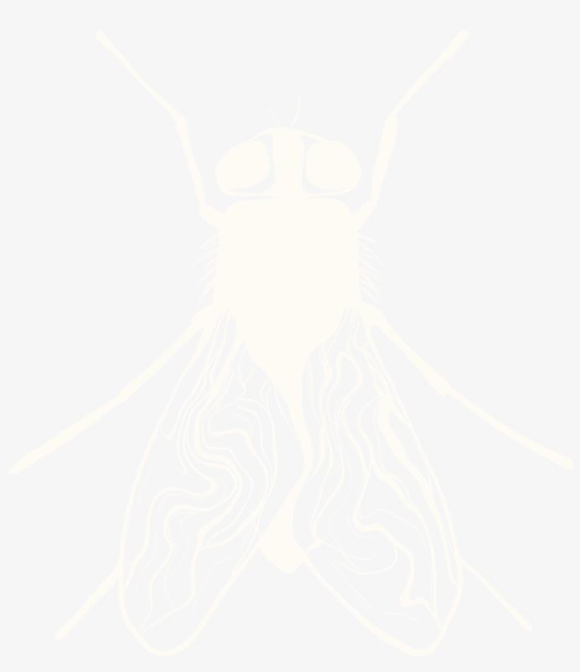 Mosca Grande Trasparente - Housefly, transparent png #3206036