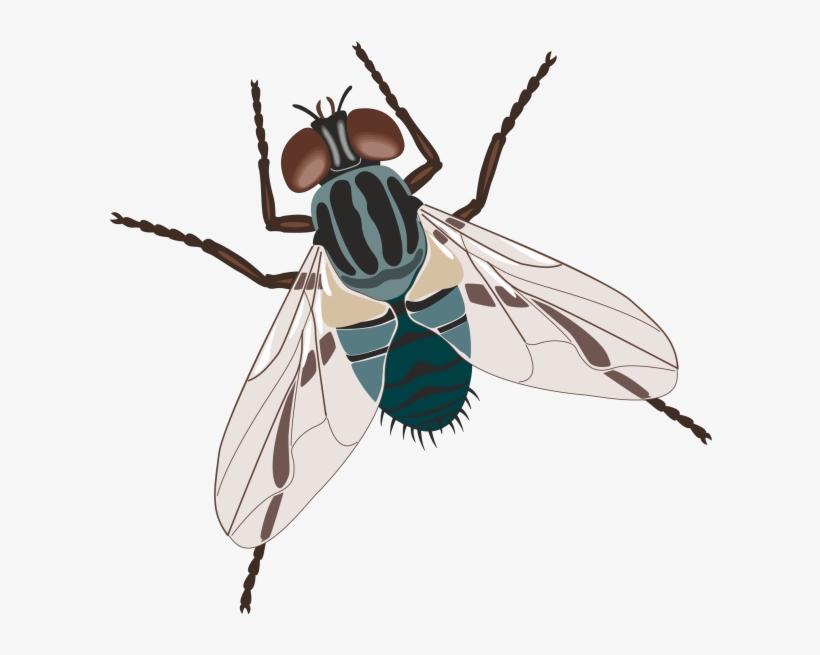 Millones De Imágenes Png, Fondos Y Vectores Para Descarga - Flies Clip Art, transparent png #3206108