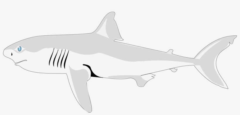 Shark Fish Clipart Four - Guia To Shark Identification Squaliformes, transparent png #3206307