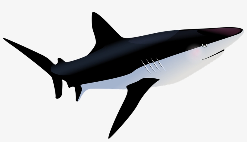 Tiger Shark Clipart Hiu - Tropische Vissen Png, transparent png #3206397