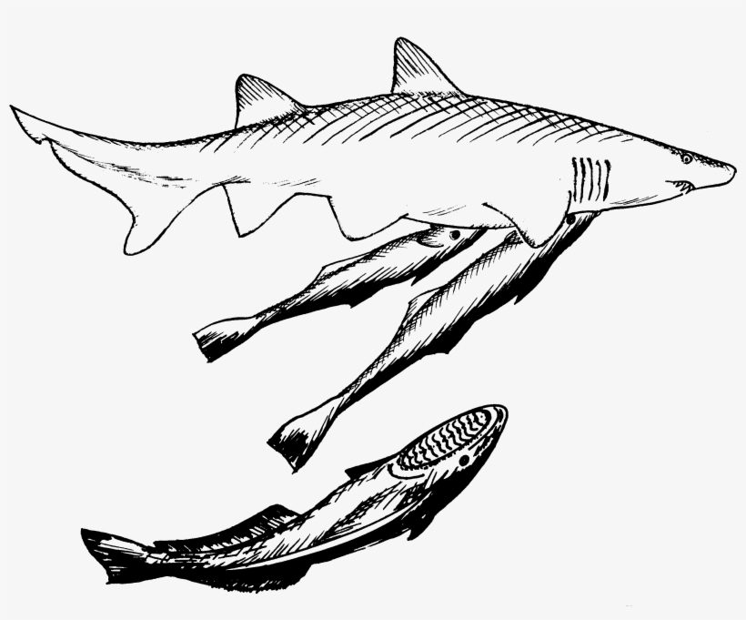 Shark And Remora Drawing - Shark And Remora Black And White, transparent png #3206439