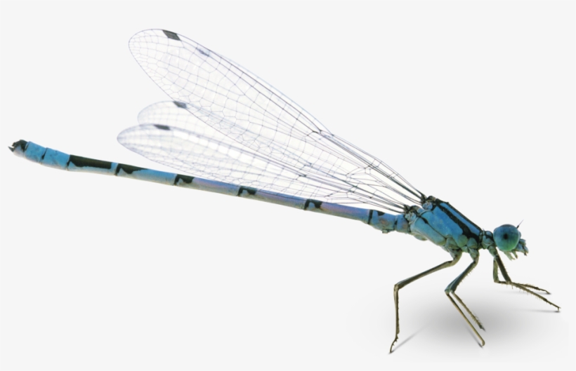 Dragonfly Png Pic - Transparent Background Dragonfly Png, transparent png #3206745