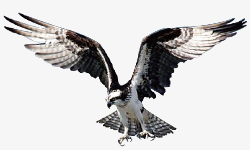 Eagle Bird Hawk Wild Animal Prey 1643086 - Cooler Adler Und Landschaft Postkarte, transparent png #3215164