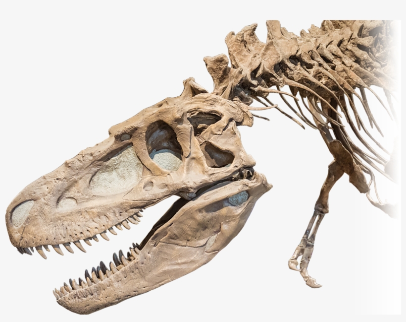 No Alt Exists For This Image - Dinosaur Bones, transparent png #3221230