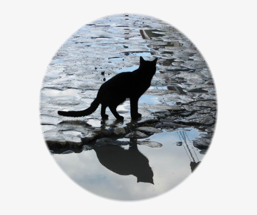 Anonymous-1483479988 - Reflection, transparent png #3221233